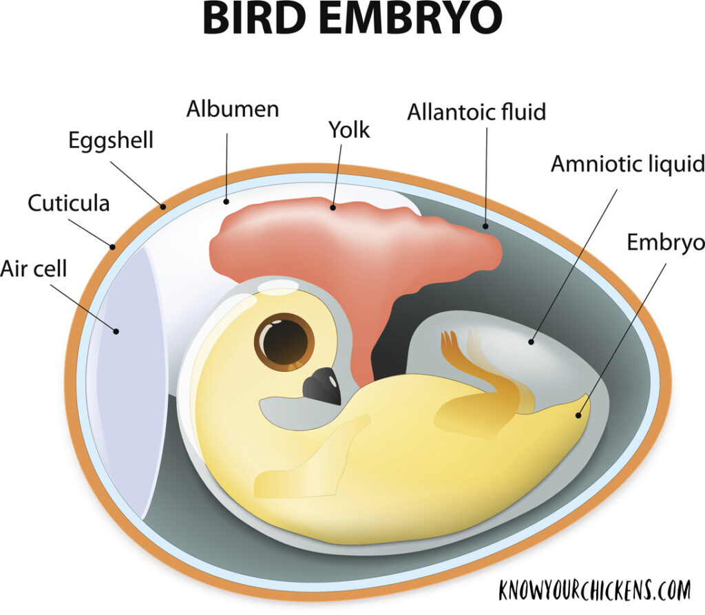 Stage-2-Egg-Embryo