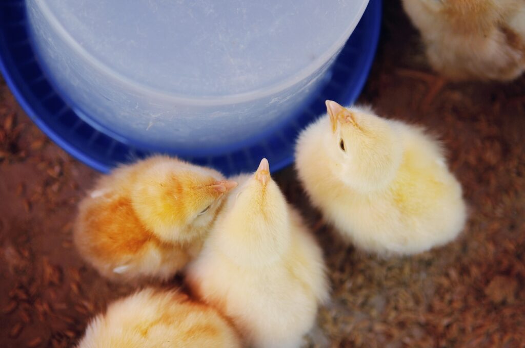 Tips for Caring for Baby Chicks