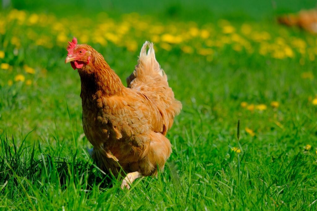 What To Do if You Don't Want Chickens Mating