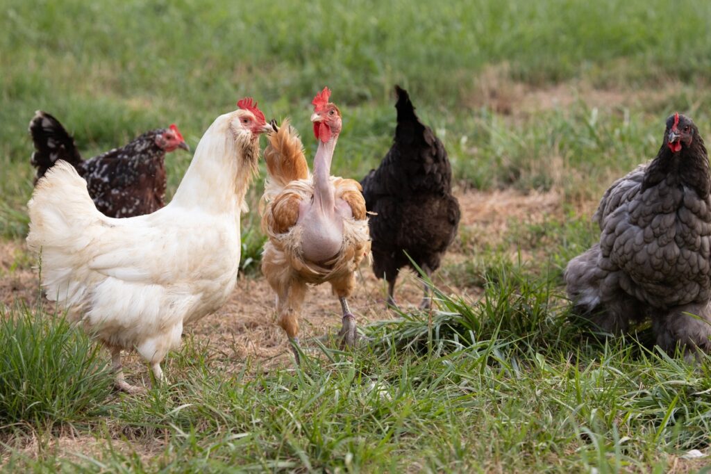 Why Do Chickens Molt