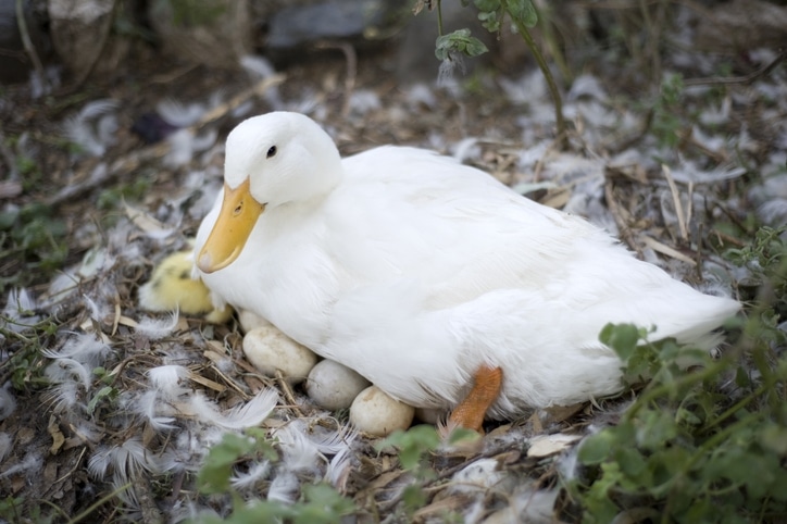 ducks tend to produce healthier eggs than chickens.