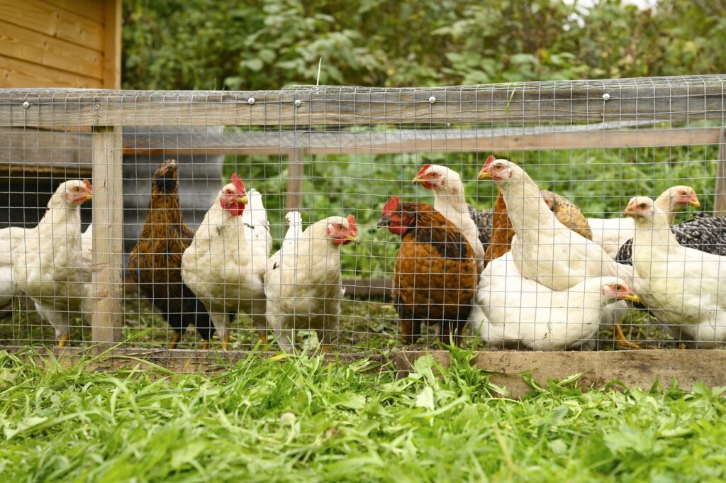 How Long Do Chickens Live Average Life Expectancy Know Your Chickens 