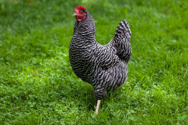 Barred Rock Chicken: Appearance, Egg Production, and Care