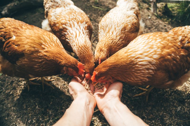 Benefits of Fermenting Chicken Feed