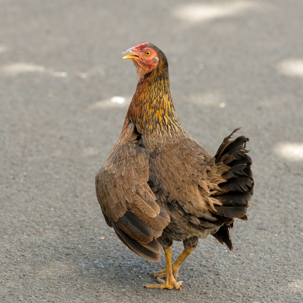 Chicken Sneezing