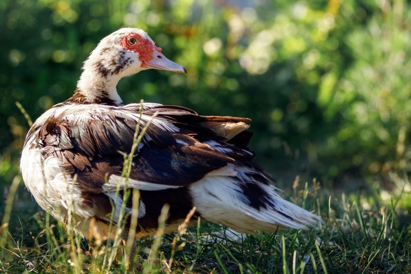Common Health Problems for Muscovy Ducks