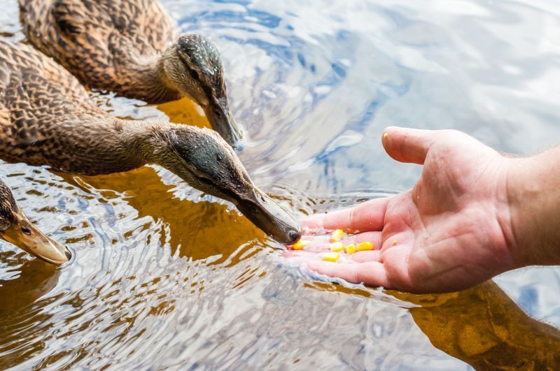 How to feed ducks