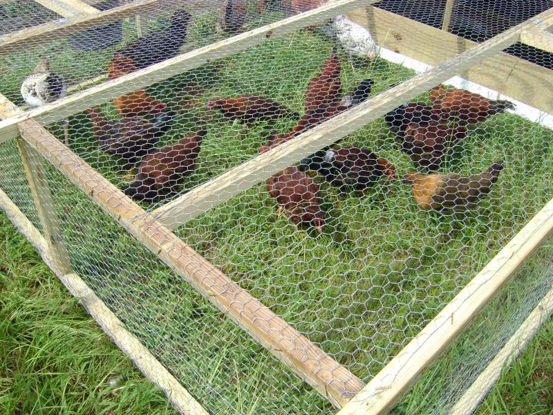 Low and Easy to Manage Chicken Tractor