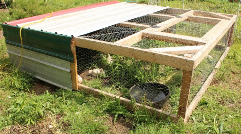 Low and Roomy Chicken Tractor