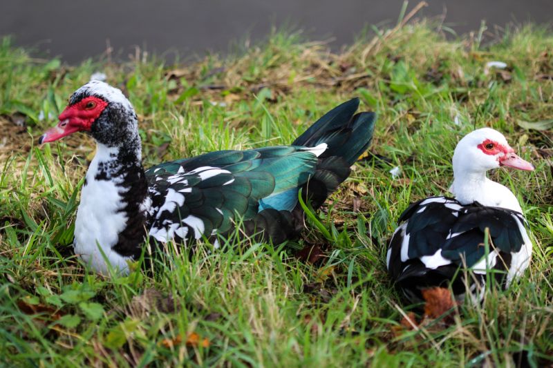 Muscovy Duck: Appearance, Egg Laying, and Care