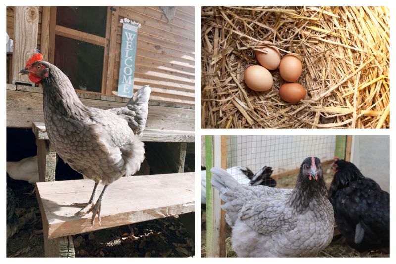 Sapphire Gem Chicken: Personality, Egg Laying, and Care