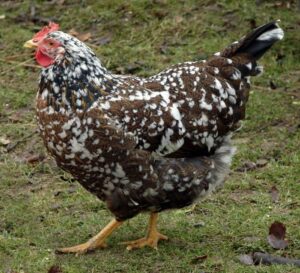 Swedish Flower Hen: Appearance, Temperament, and Care