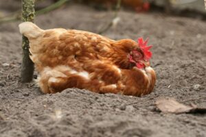 Sour crop in chickens