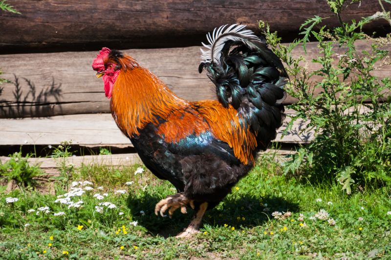 Ways to Prevent Rooster Crowing