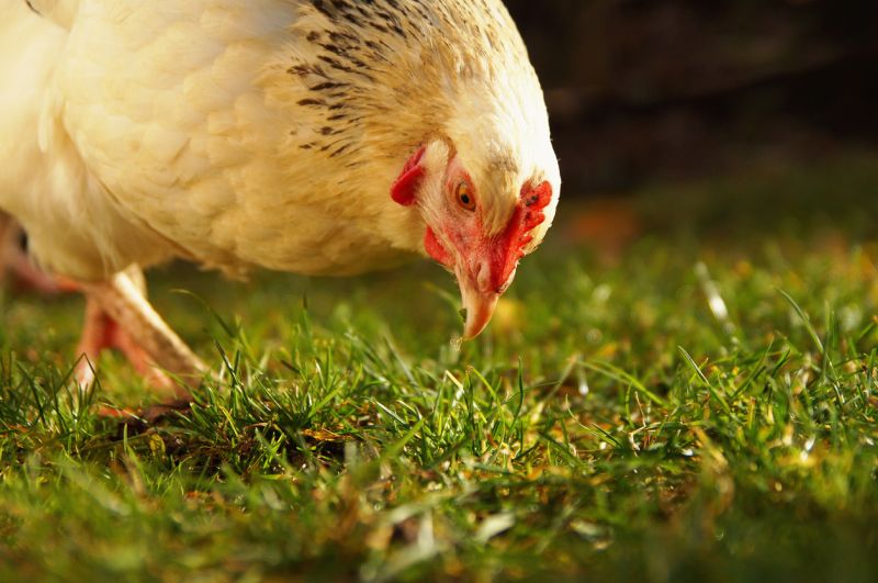 What Causes a Sour Crop in Chickens