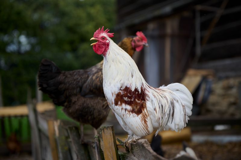 9 Common Chicken Sounds And Their Meanings