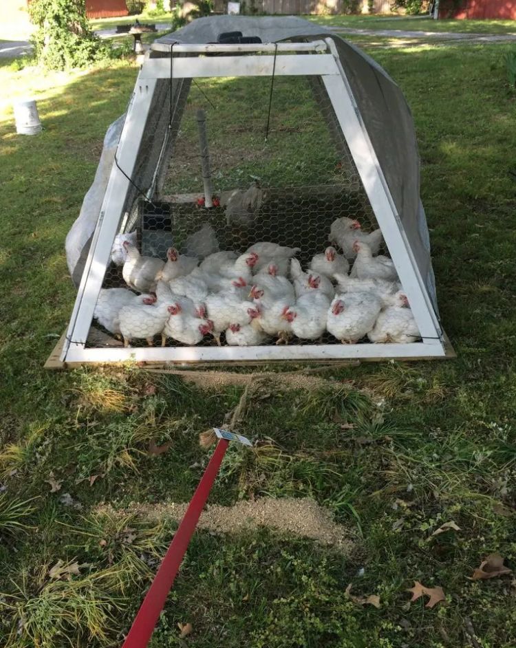 What to do When Not Using Your Chicken Tractor