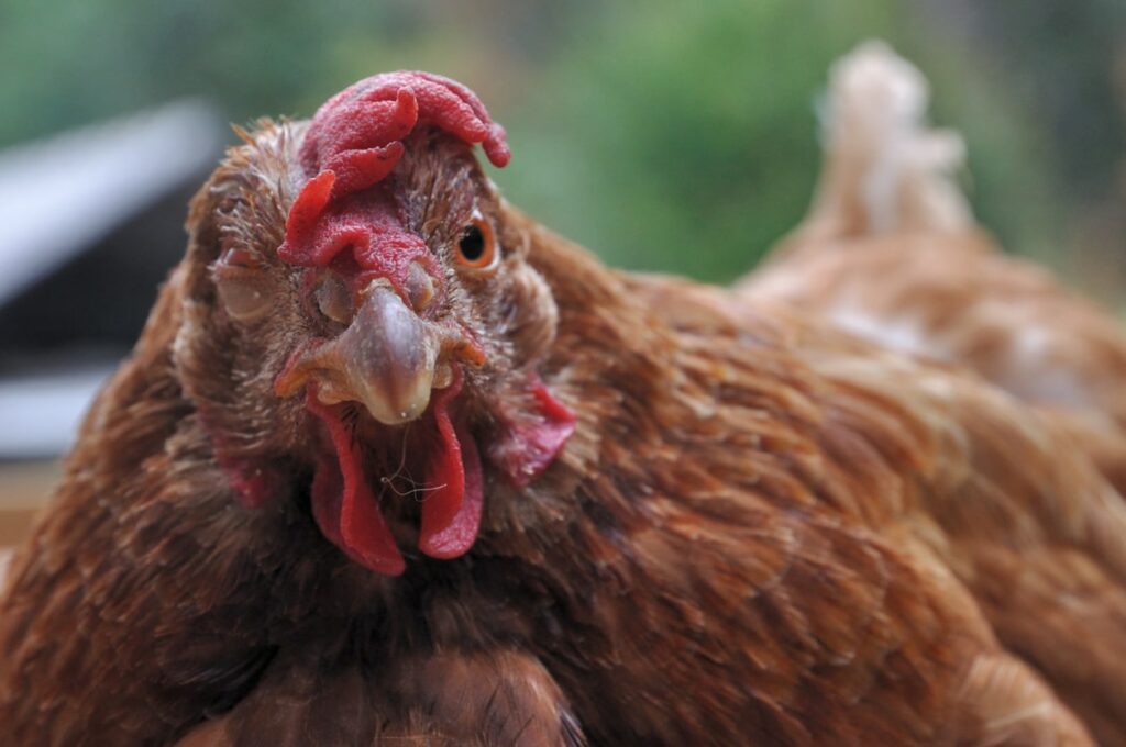 Why Do Chickens Sneeze