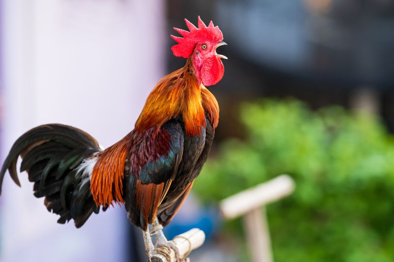 Rooster Crowing Sound: What It Means And When To Expect It