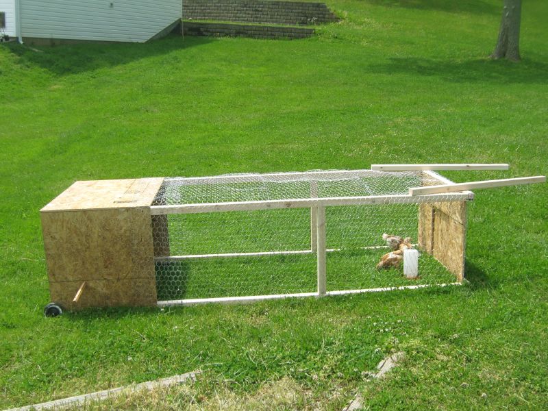 A Ready in No Time Chicken Tractor