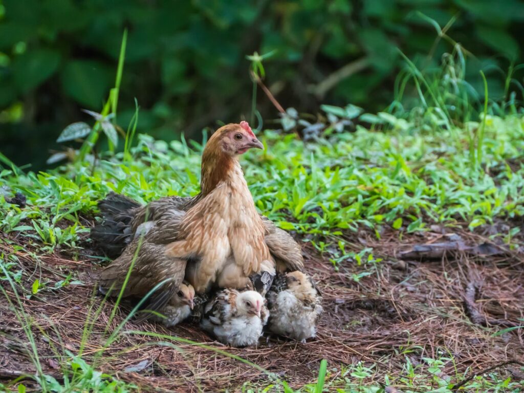 How to stop a chicken from brooding