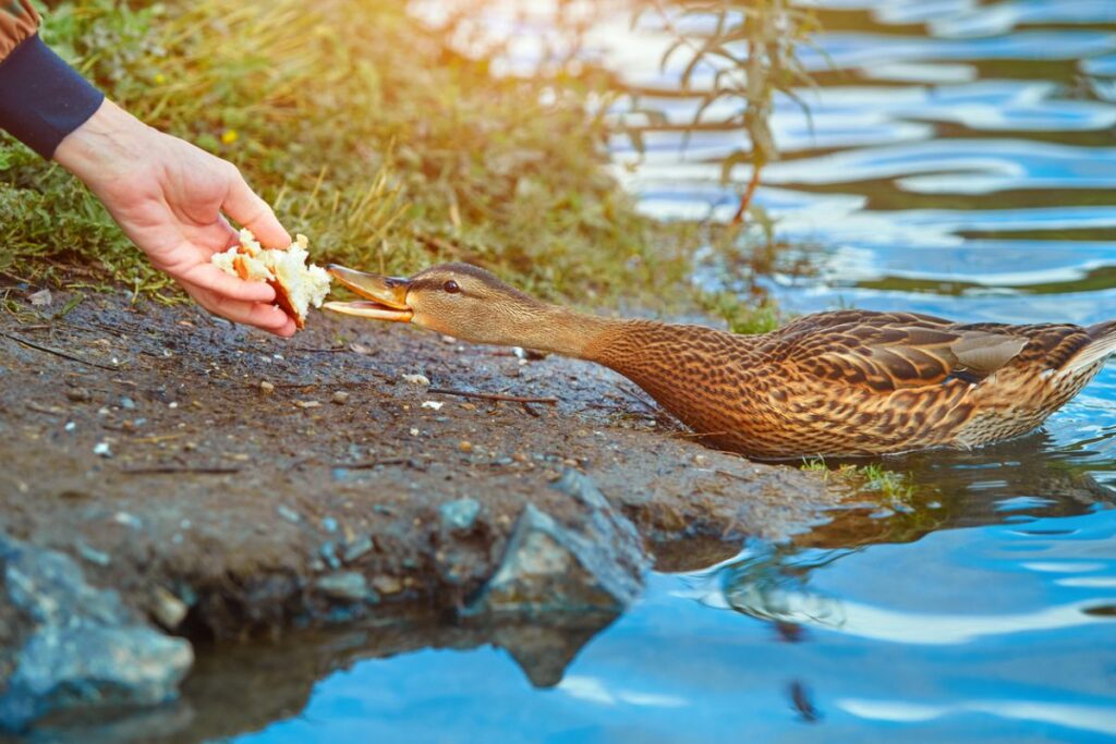 Should you feed wild ducks?