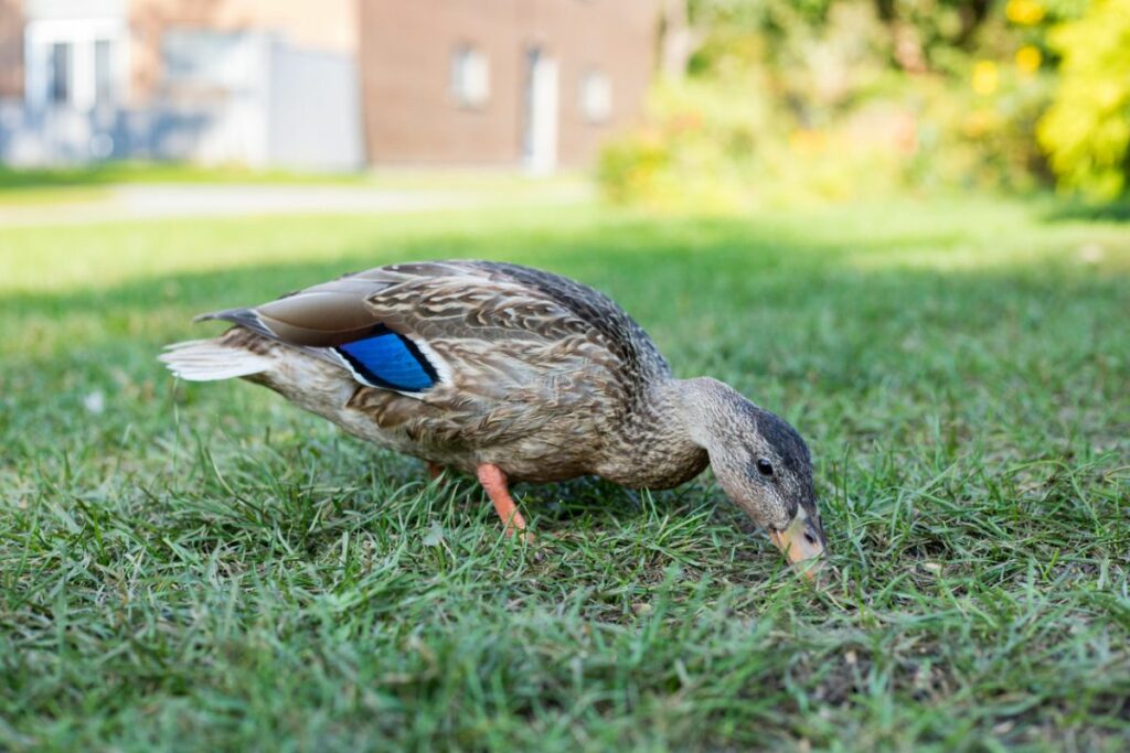 What do ducks eat in the wild?