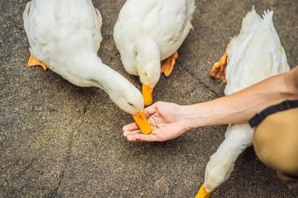What do pet ducks eat?