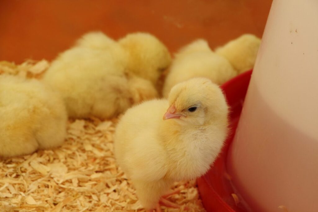 How many chicks in a brooder is safe?