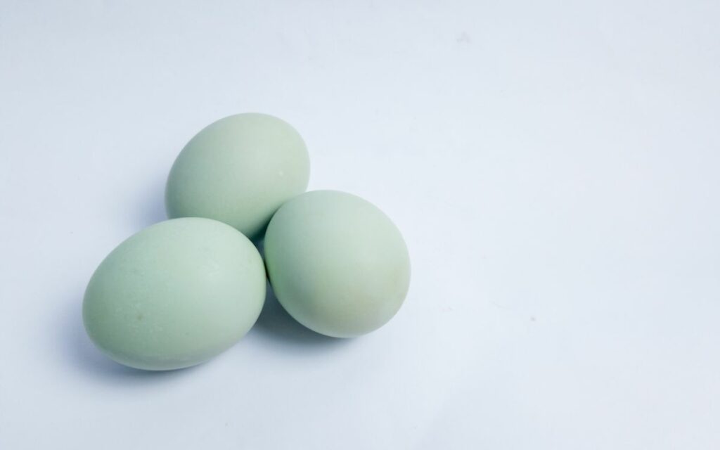 Araucana Egg Production