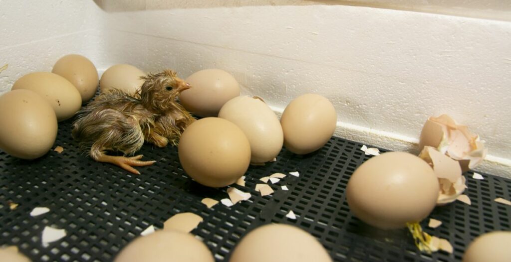 Are You Ready to Start Hatching Chicken Eggs?