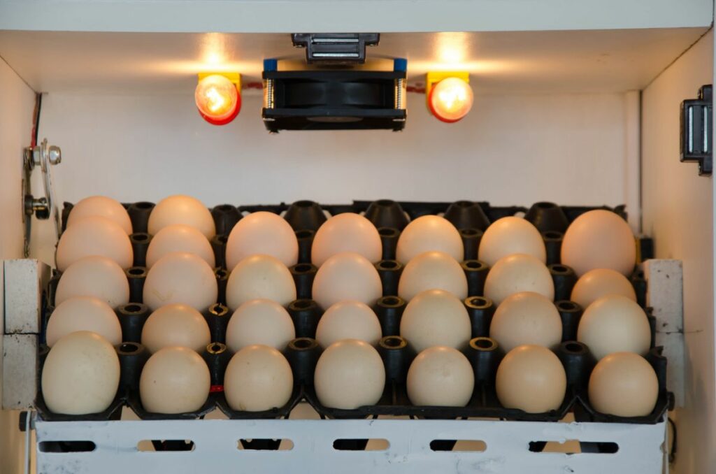 What Do You Need for Hatching Chicken Eggs?