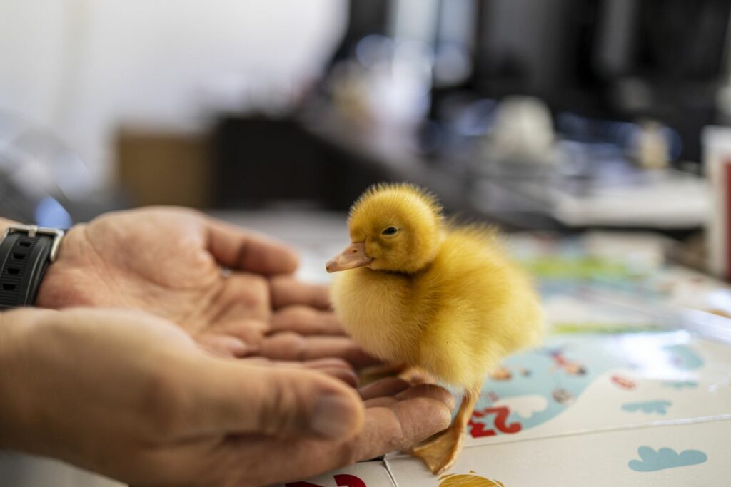 Where Can You Find Pet Ducks for Sale?