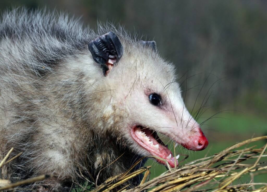 How to Tell if a Possum Ate a Chicken
