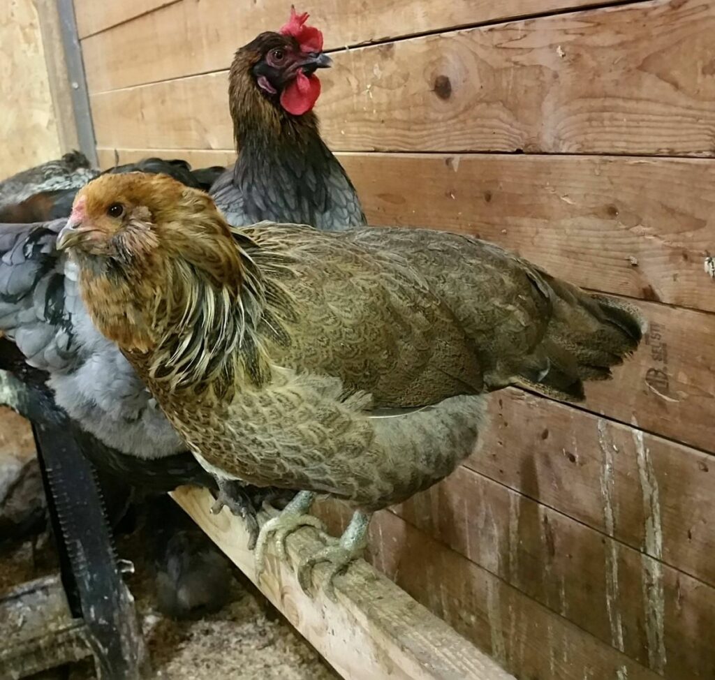 Olive Egger Chicken: Eggs, Appearance, and Care - Know Your Chickens