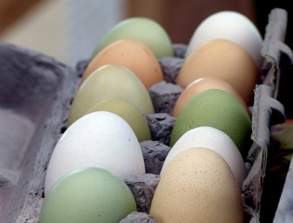 Olive Egger Chicken Egg Production