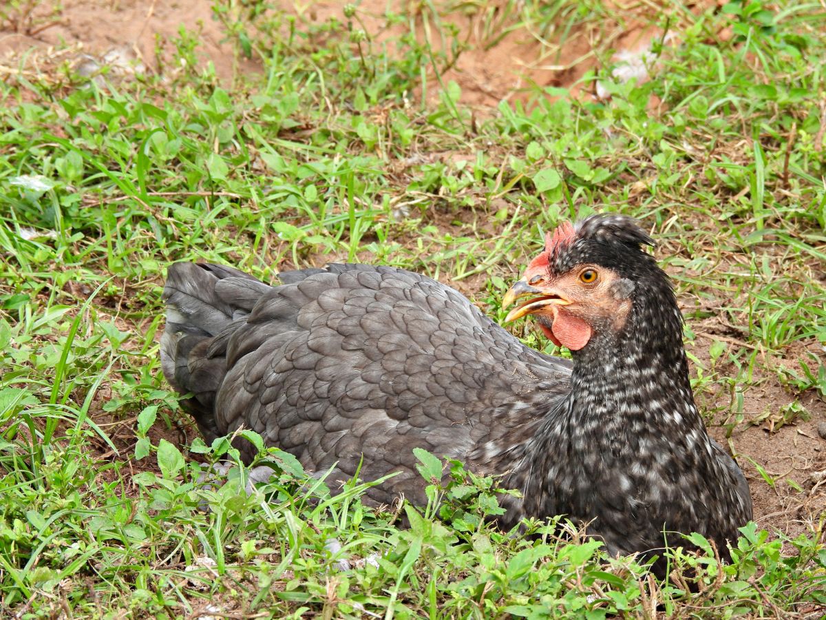 Olive Egger Chicken: Eggs, Appearance, and Care - Know Your Chickens