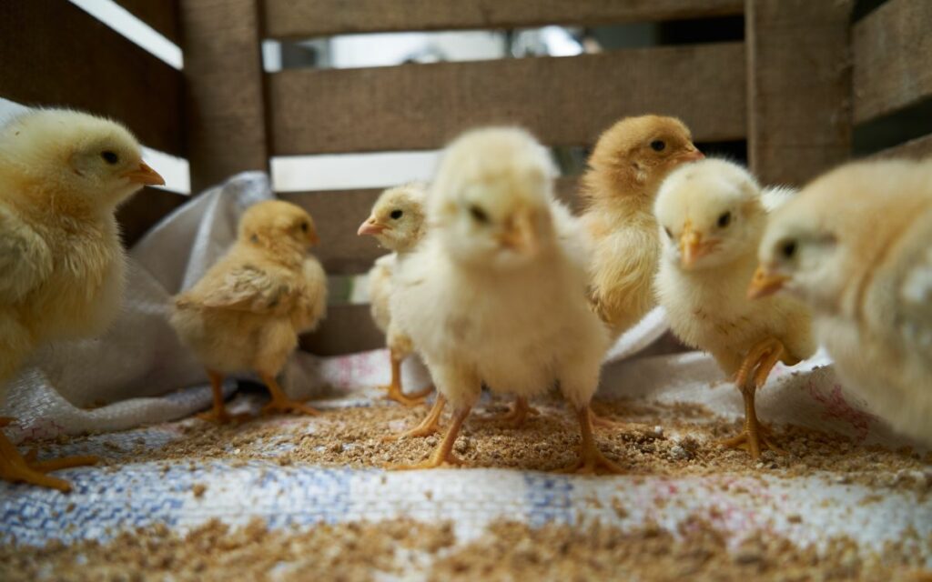 Quarantine New Chickens