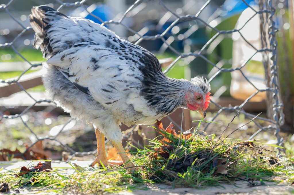 Cream Legbar Chicken: Care, Egg Production, and History