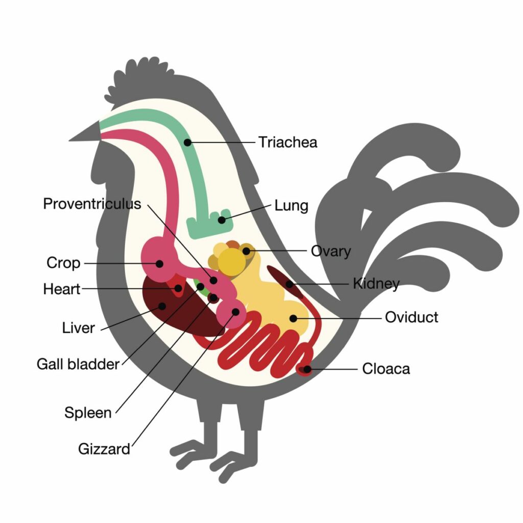 Understanding a Chicken's Digestive System