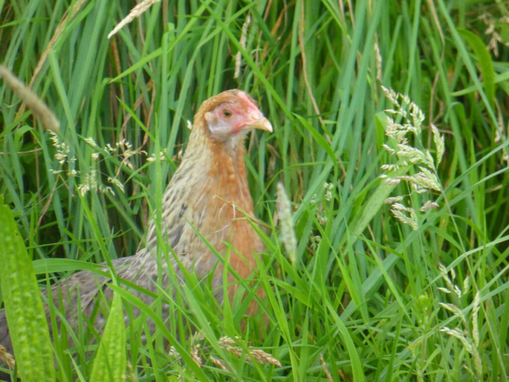 Chicken in Long Grass