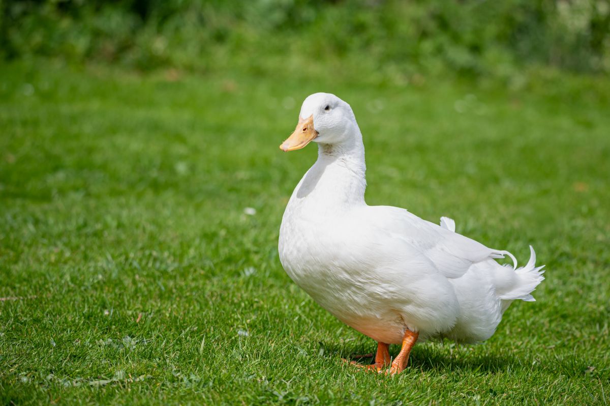 Длинная утка. Большая белая утка длинная. Утка с длинной шеей. Aylesbury Duck.