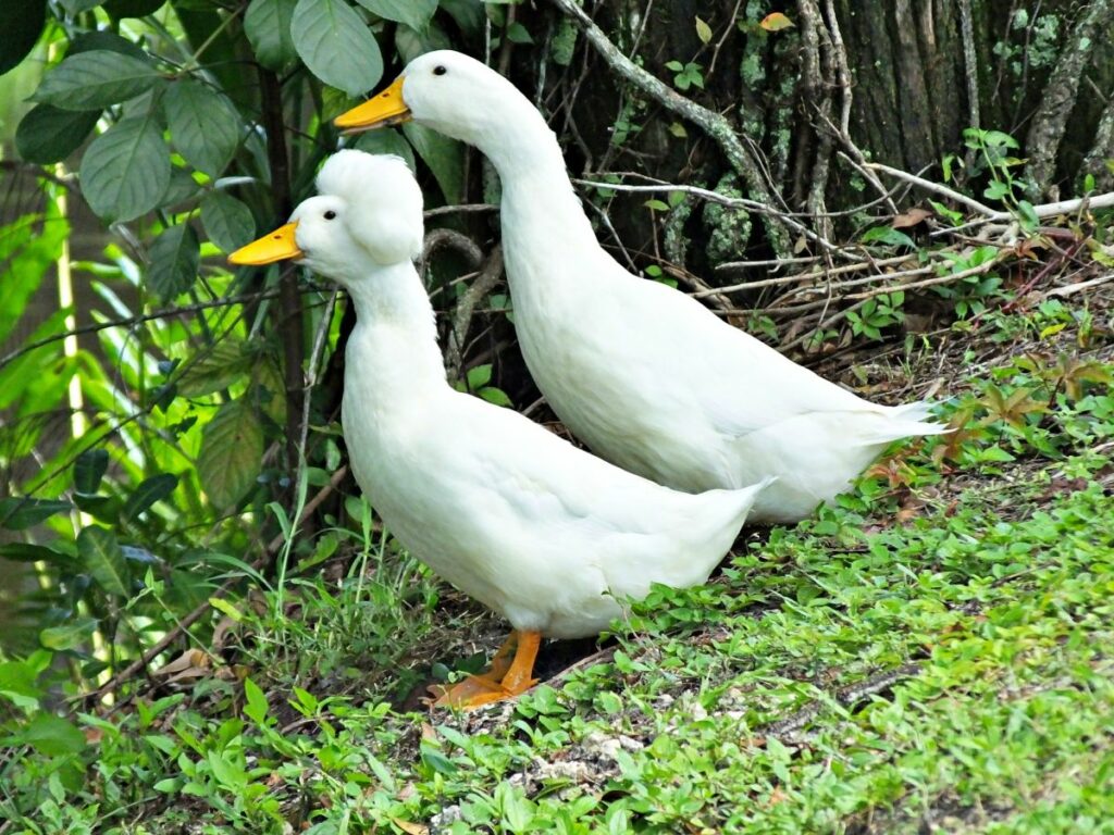 Crested duck tempetament