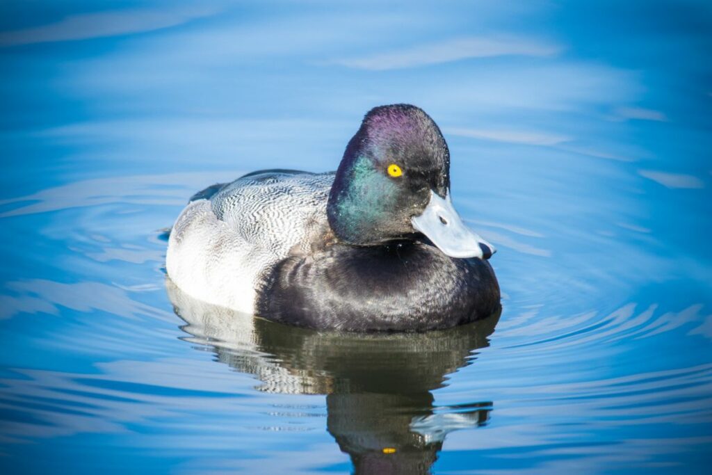 Greater Scaup Duck History
