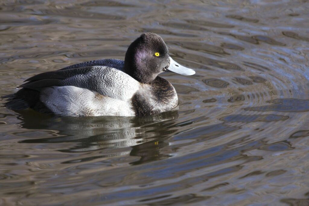 Greater Scaup Duck Overview